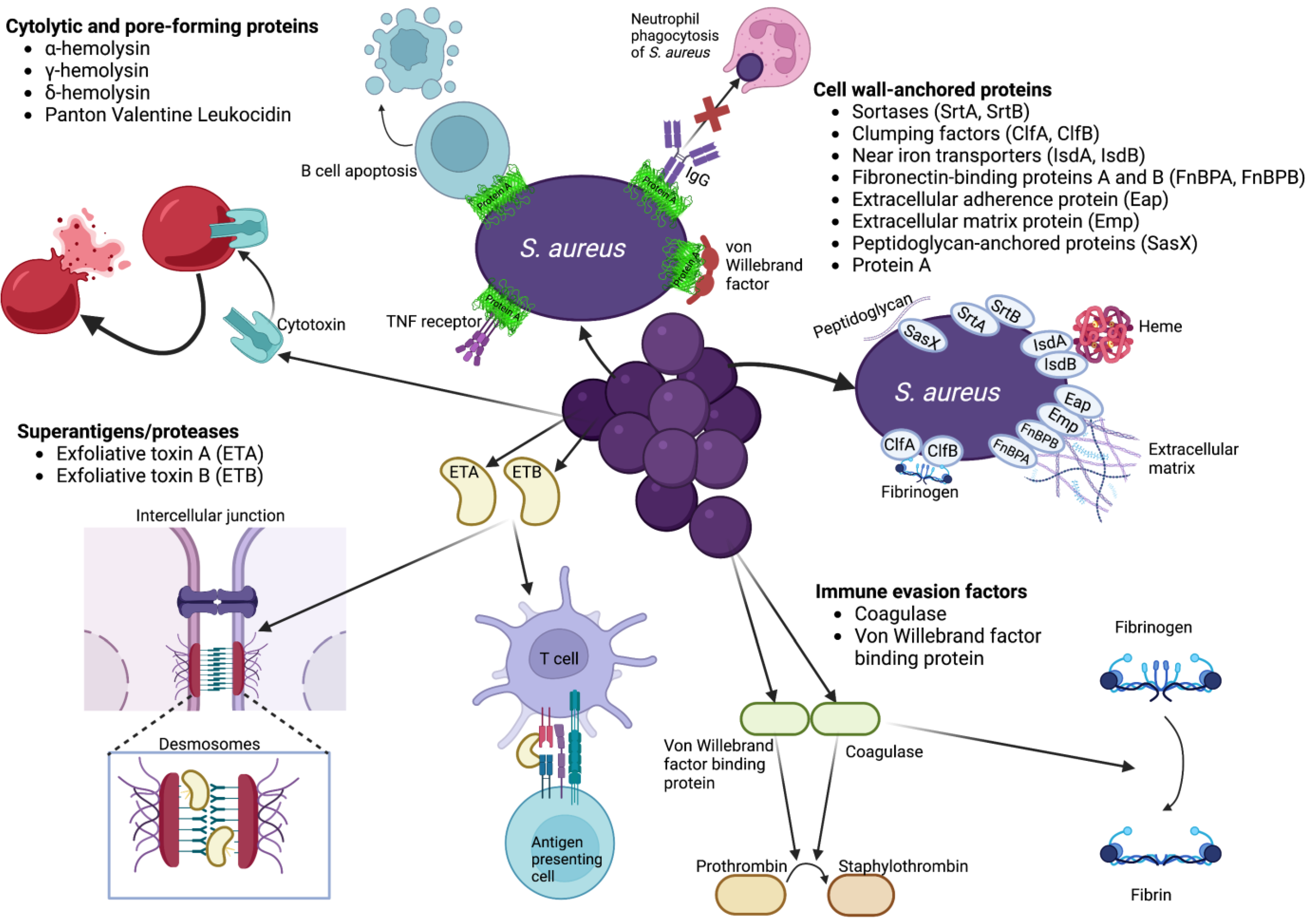 What Kills Staphylococcus Aureus On Skin