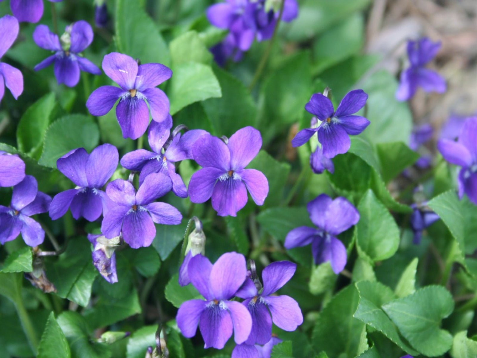 What Kills Violets In Lawn