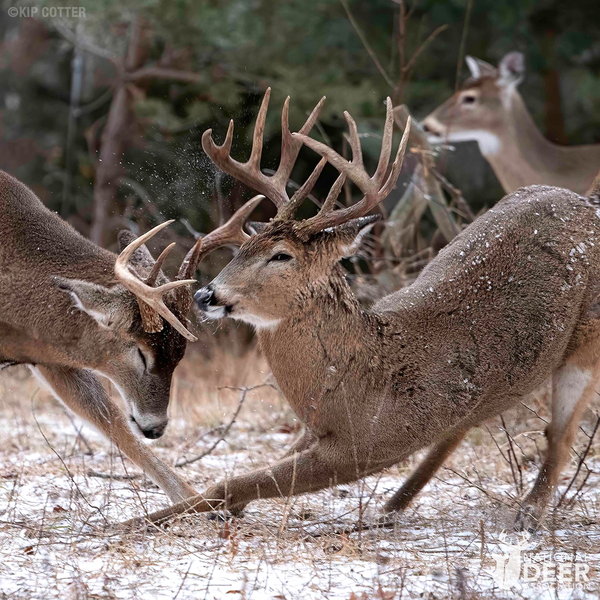 What Triggers Whitetail Deer Rut