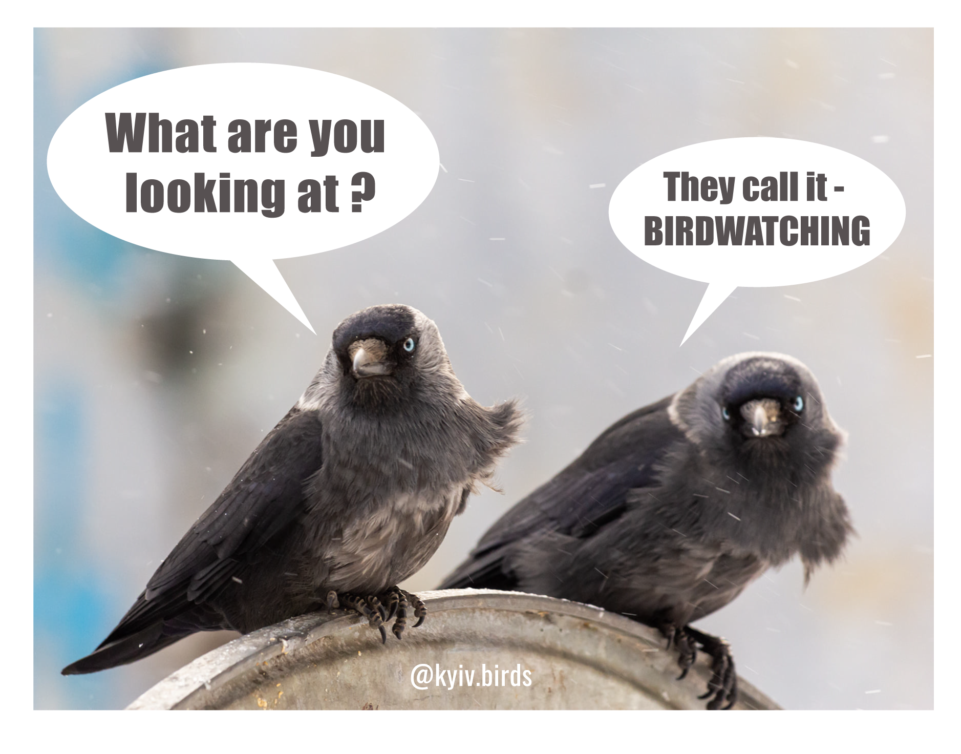 When Did Start Watching Birds Meme