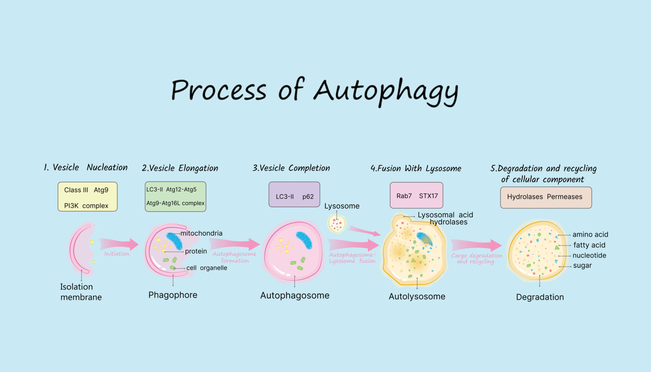 When Does Autophagy Start