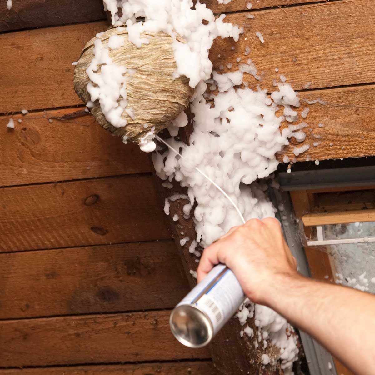 When Is Best Time To Kill Wasps