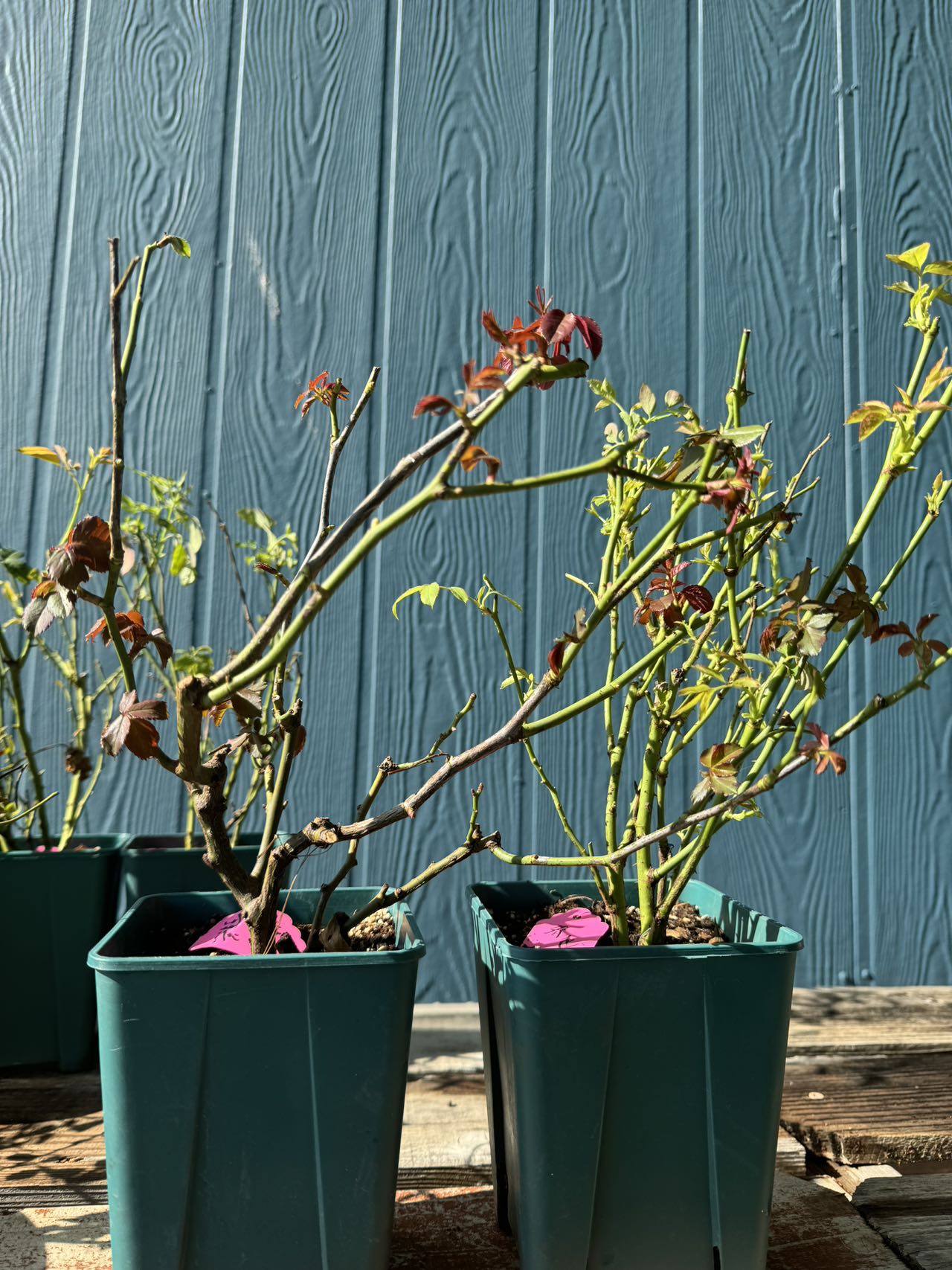 When Is Best Time To Plant Roses