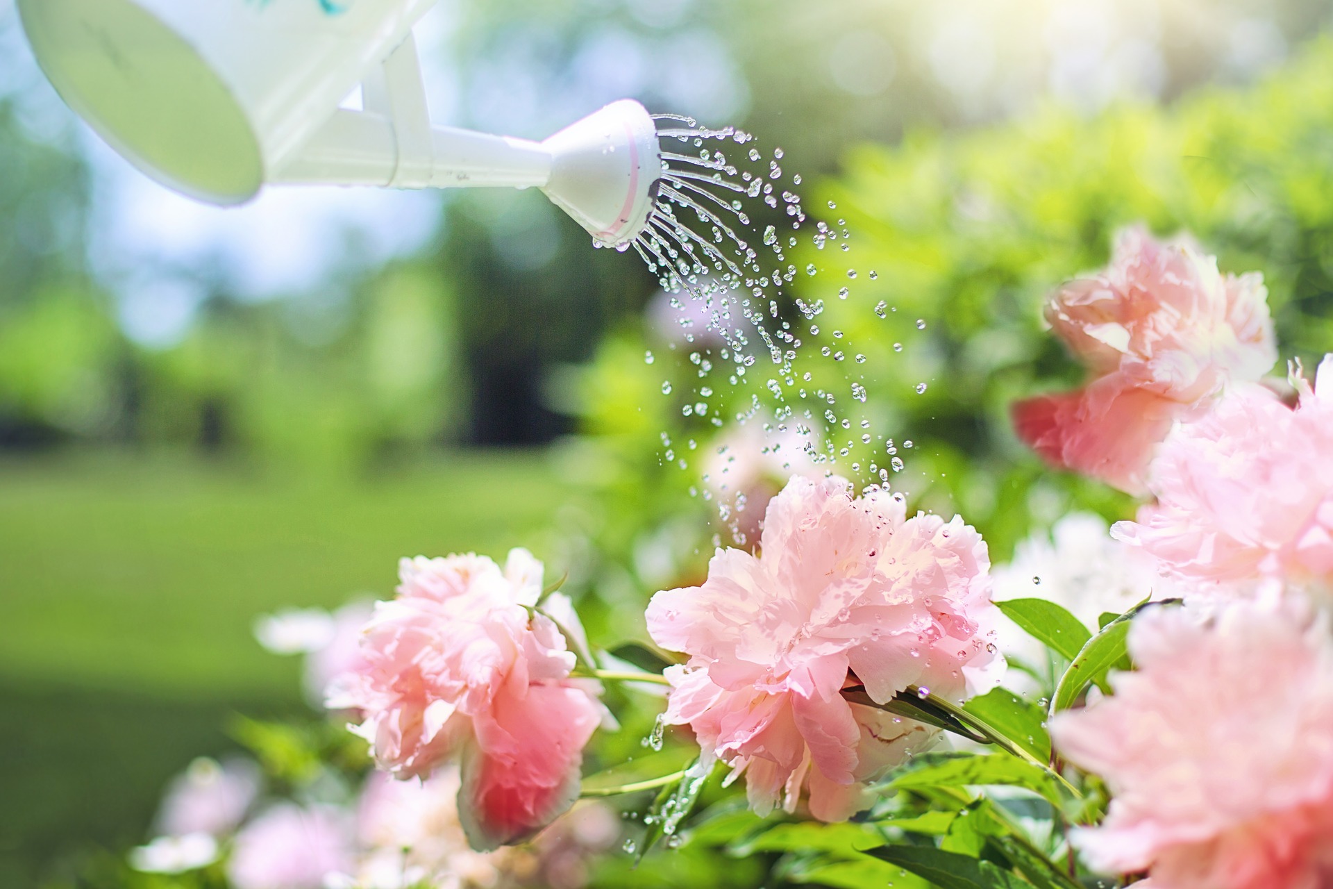 When Is Best Time To Water Flowers