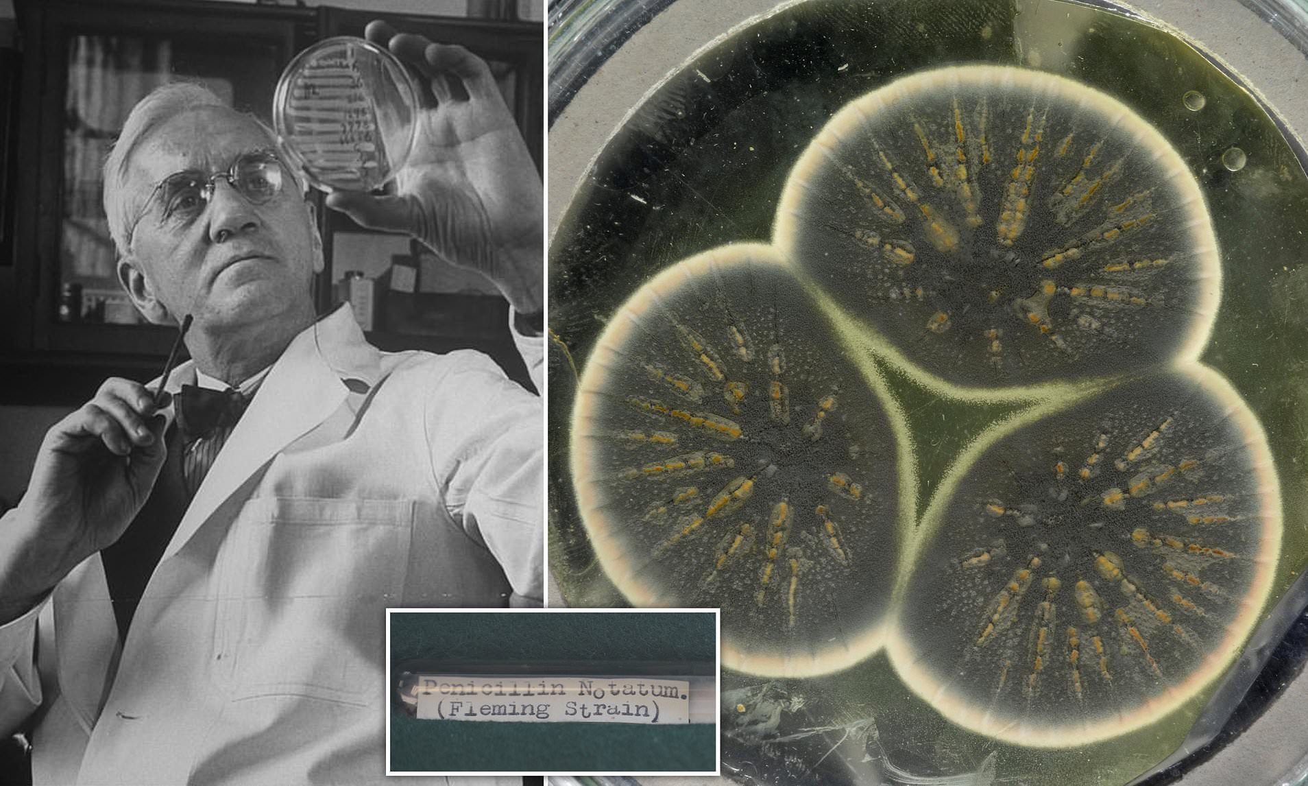 When Was Invented Penicillin