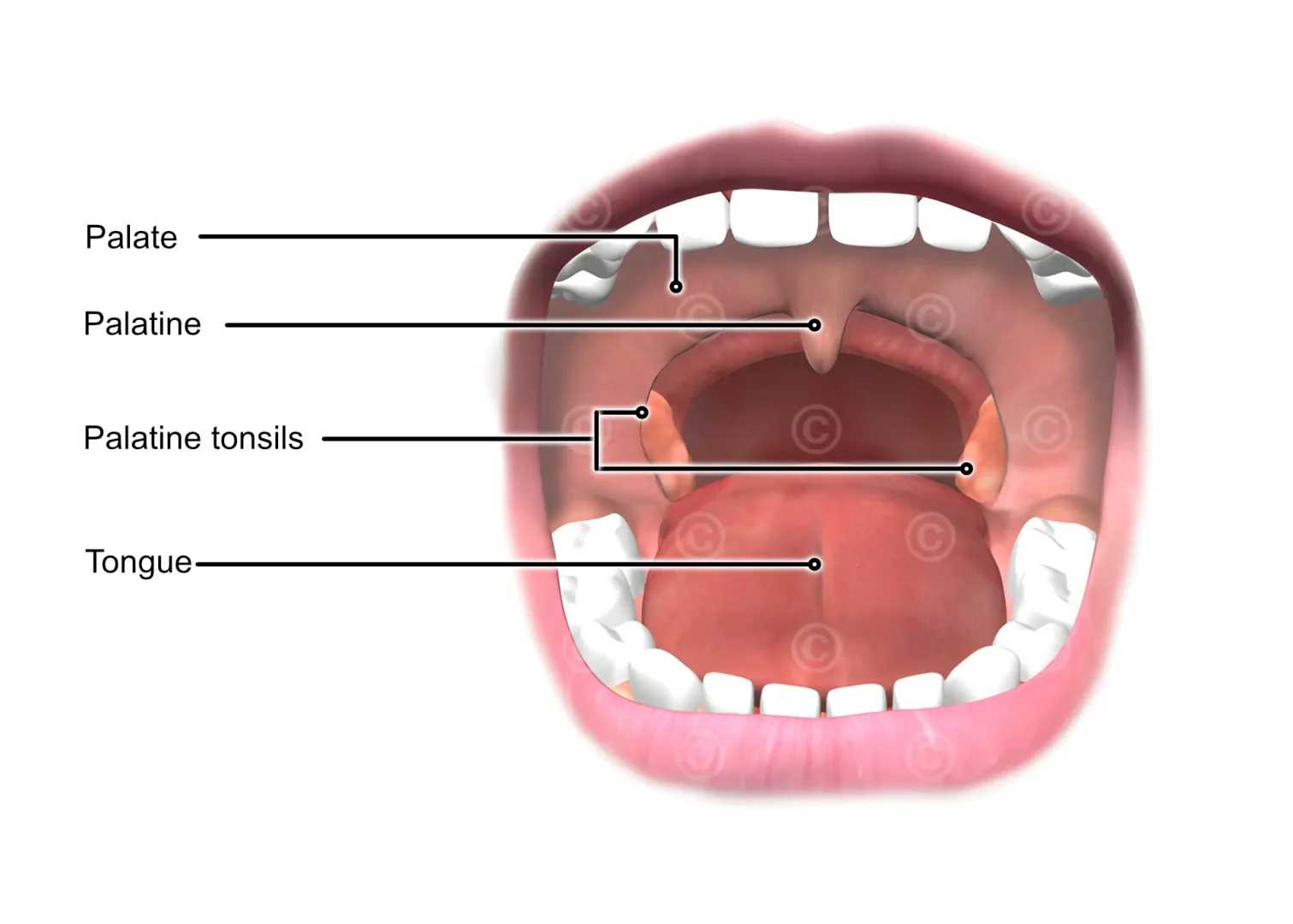 Where Are Tonsils Located