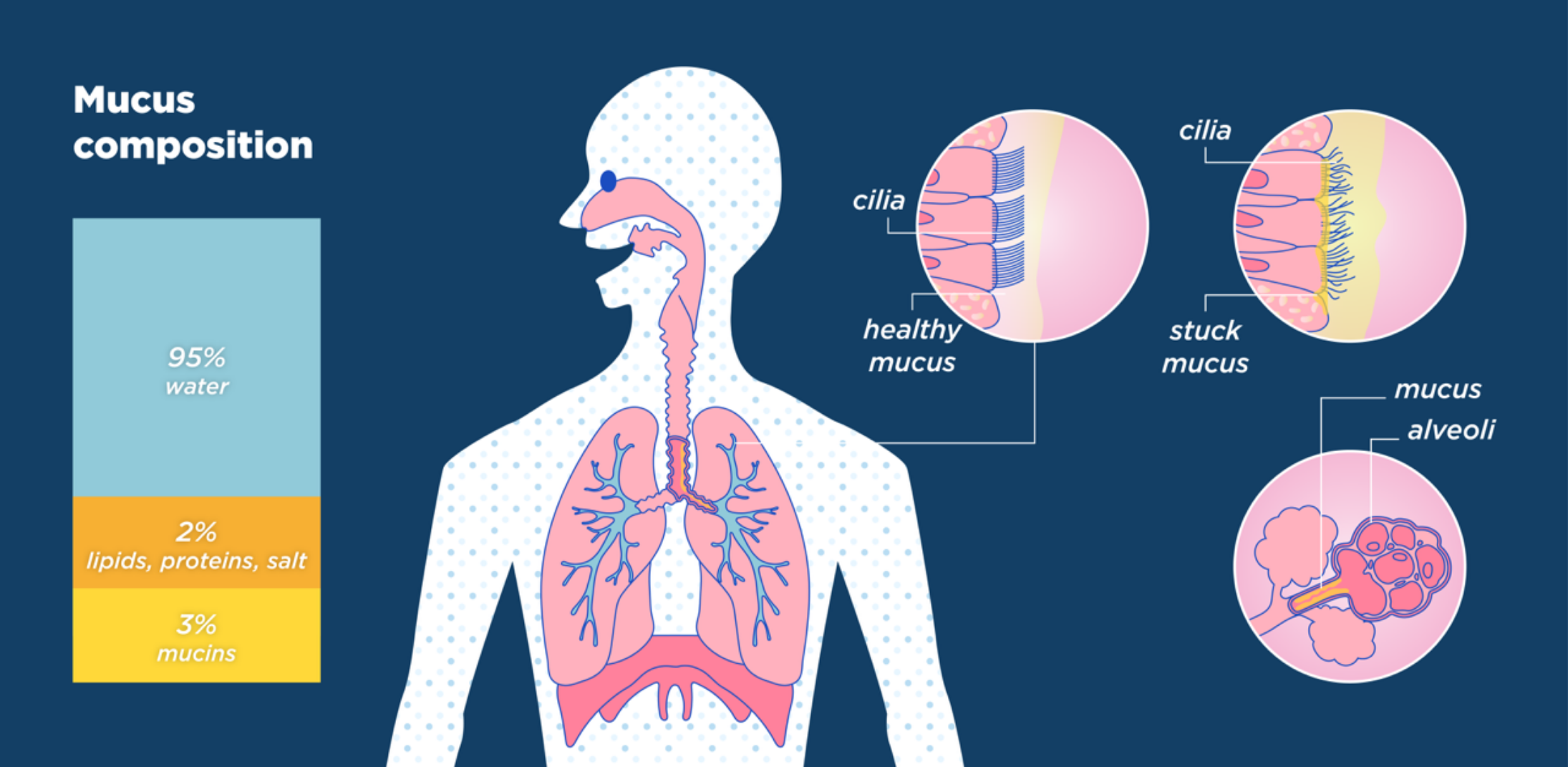 Where Does Phlegm Come From Lungs