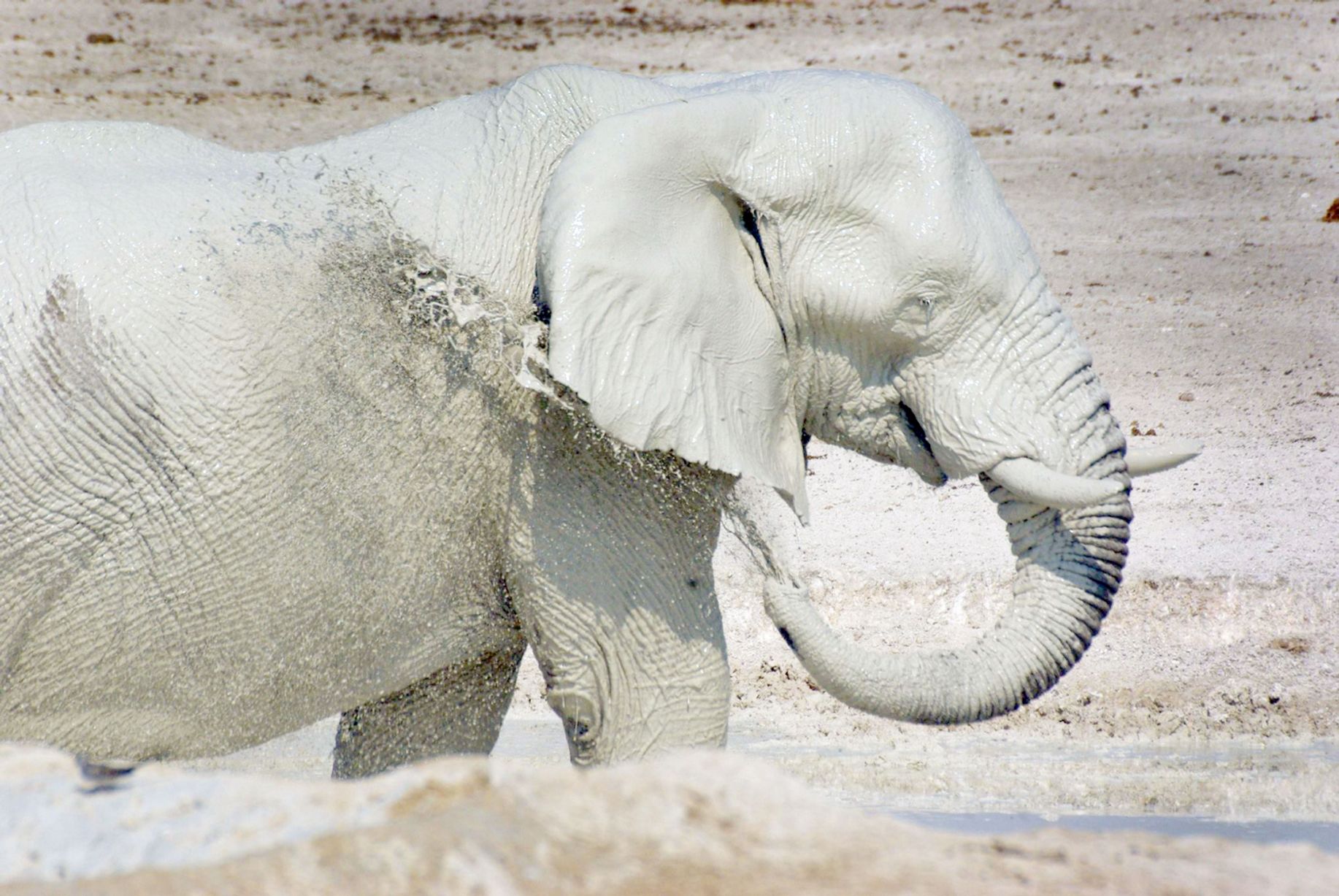Where Is Found White Elephant