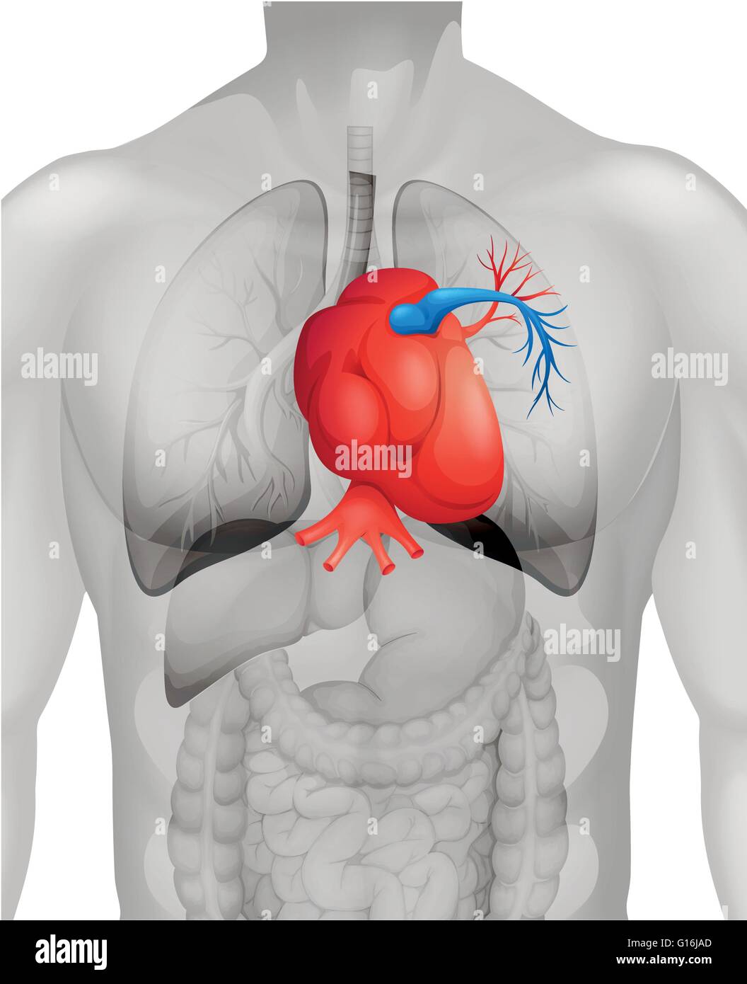 Where Is Located Heart In Human Body