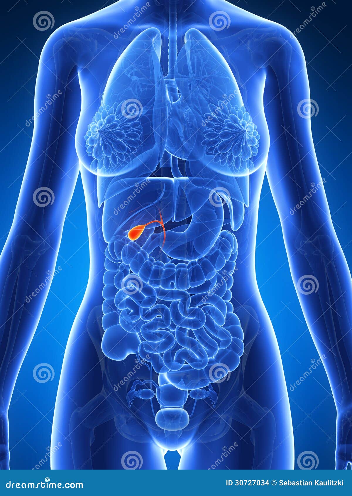 Where Is The Gallbladder Located
