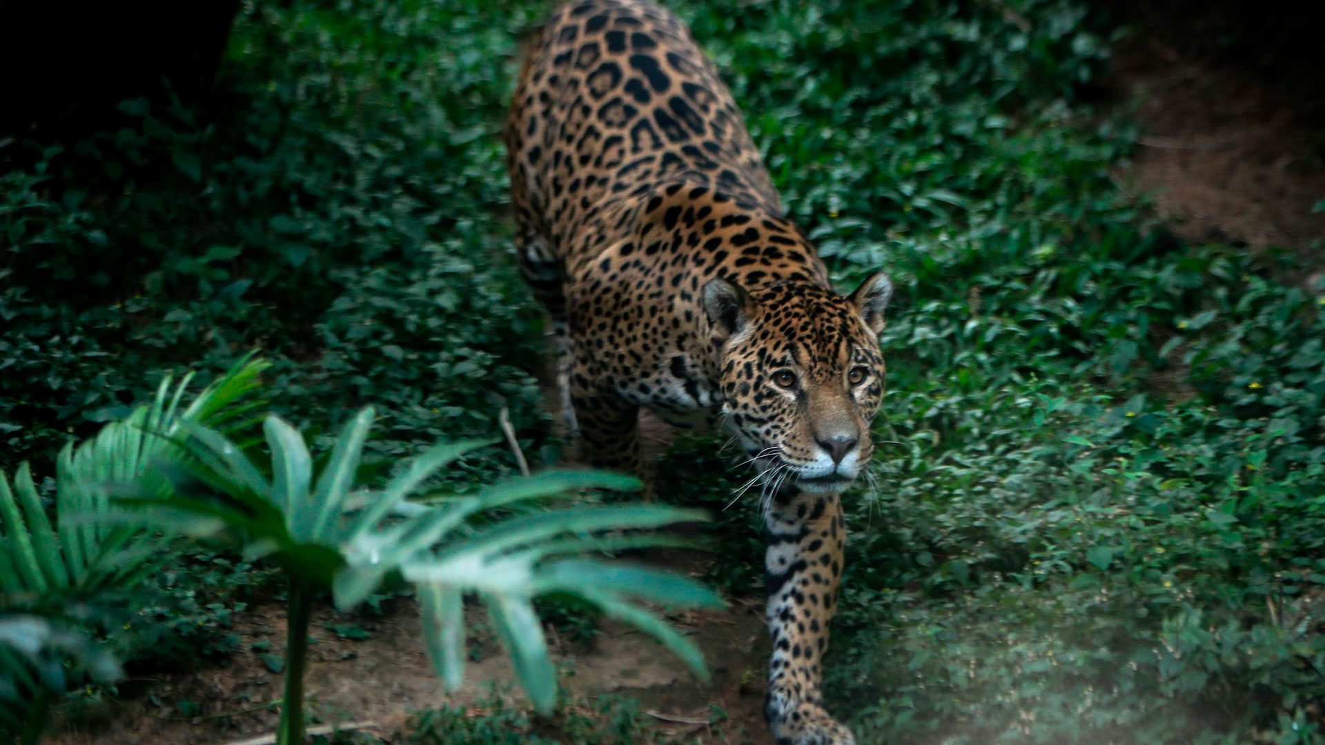 Where To See Jaguars In Costa Rica