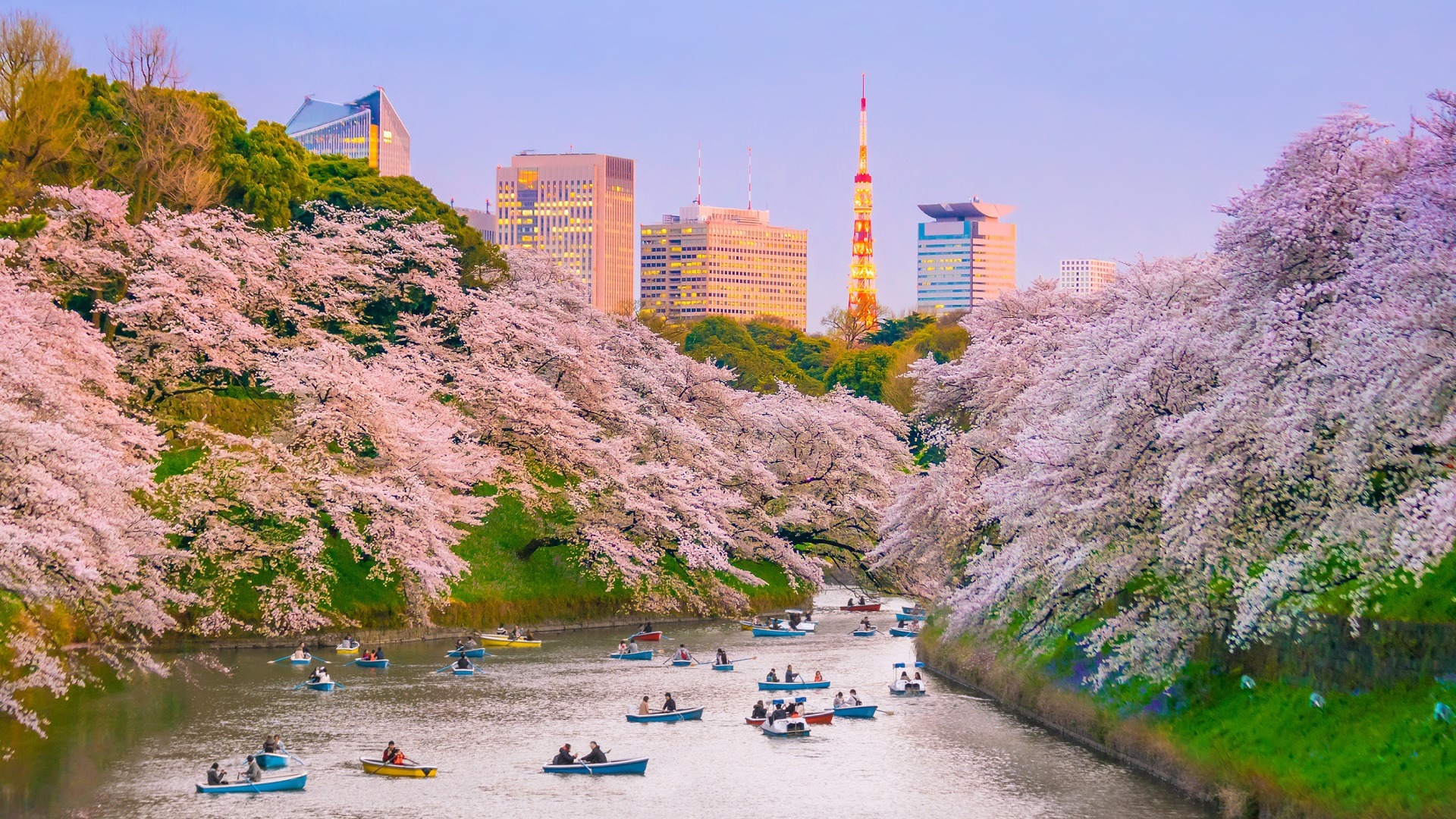 Where To See Sakura In Tokyo