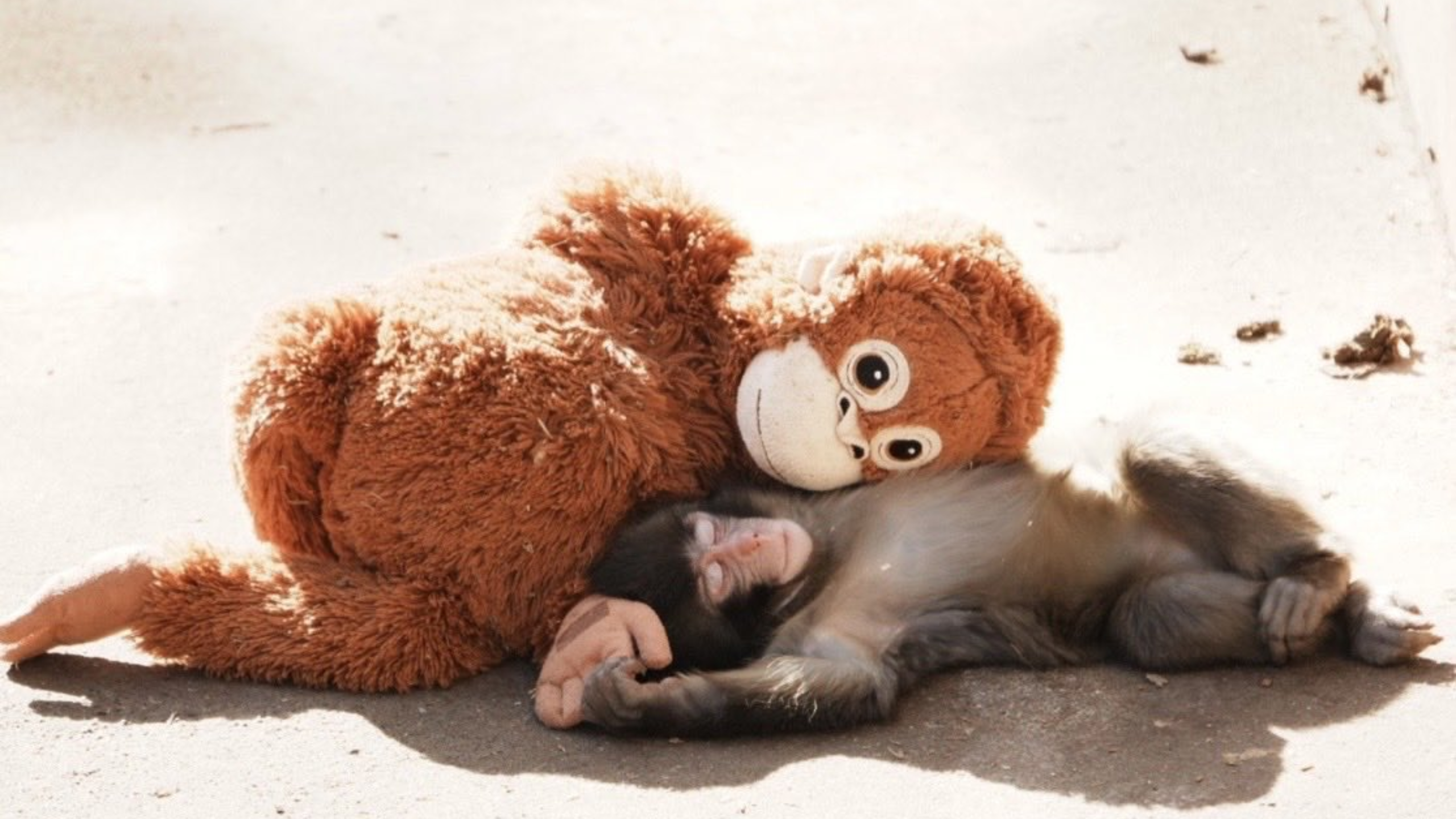 Where To Visit Punch The Monkey