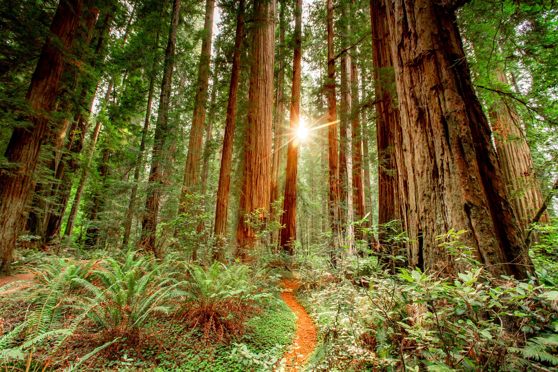 Where To Visit Redwood National Park