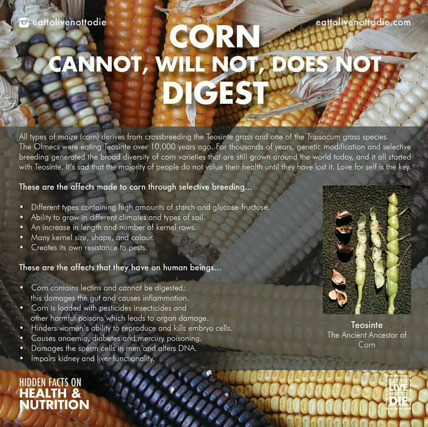 Why Doesn't Corn Digest