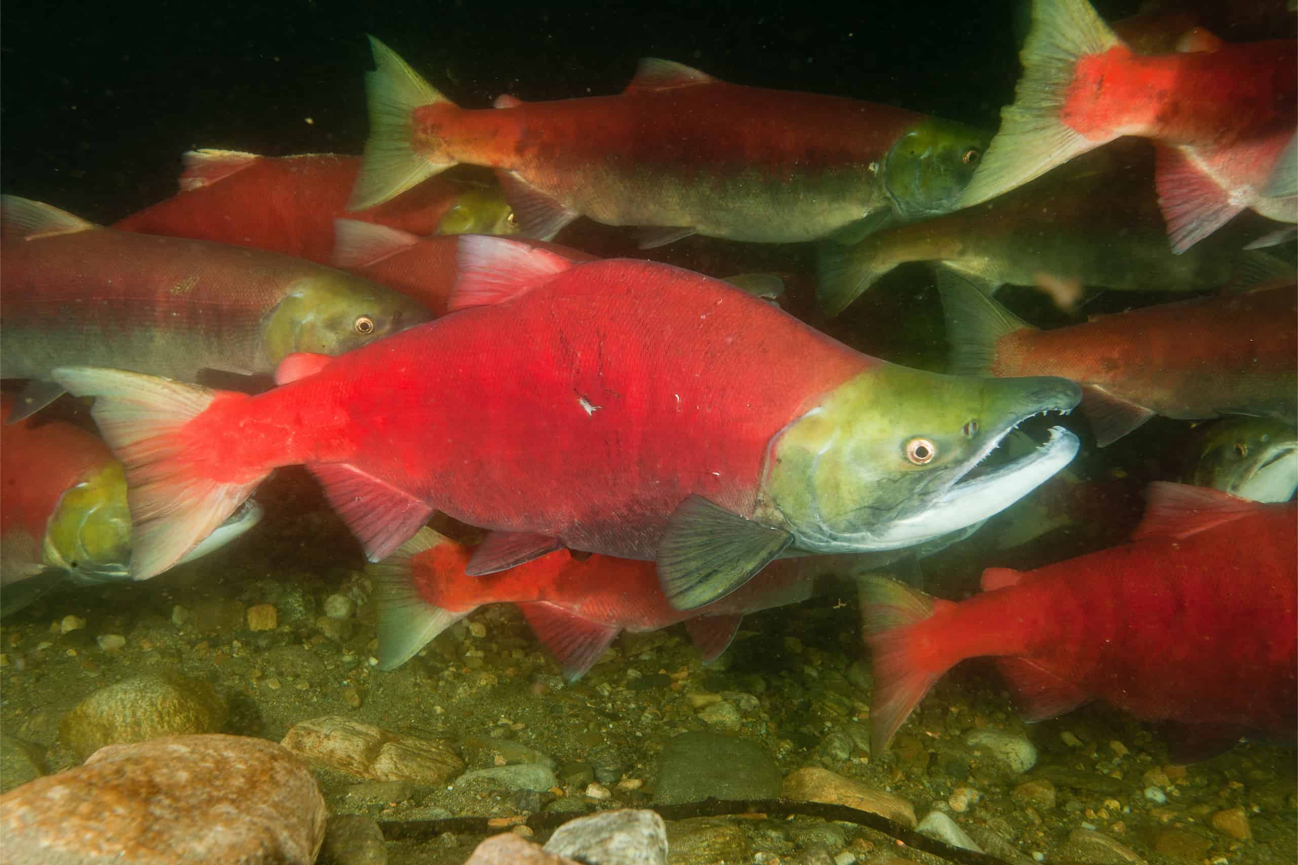 Why Is Sockeye Salmon Red