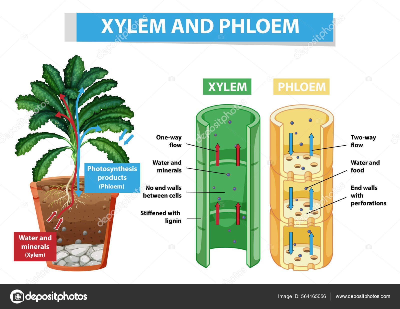 Why Is Xylem Important To Plants