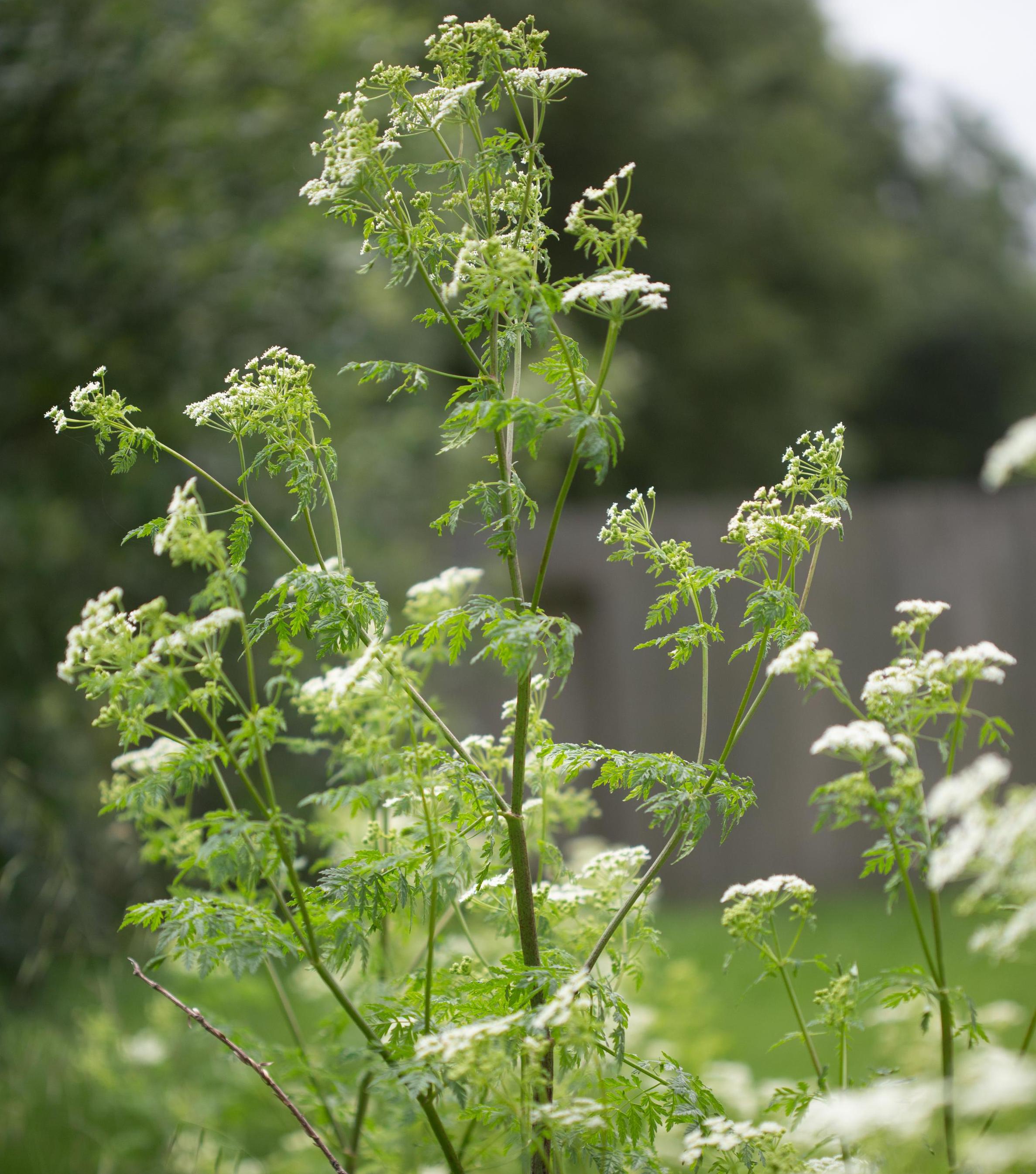 Wild Hemlock Rash