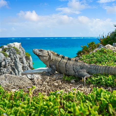 Wildlife In Cancun