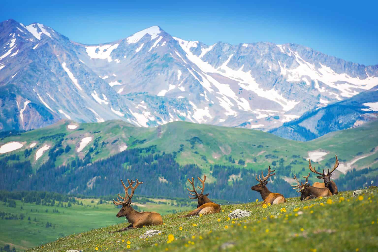Wildlife In Colorado