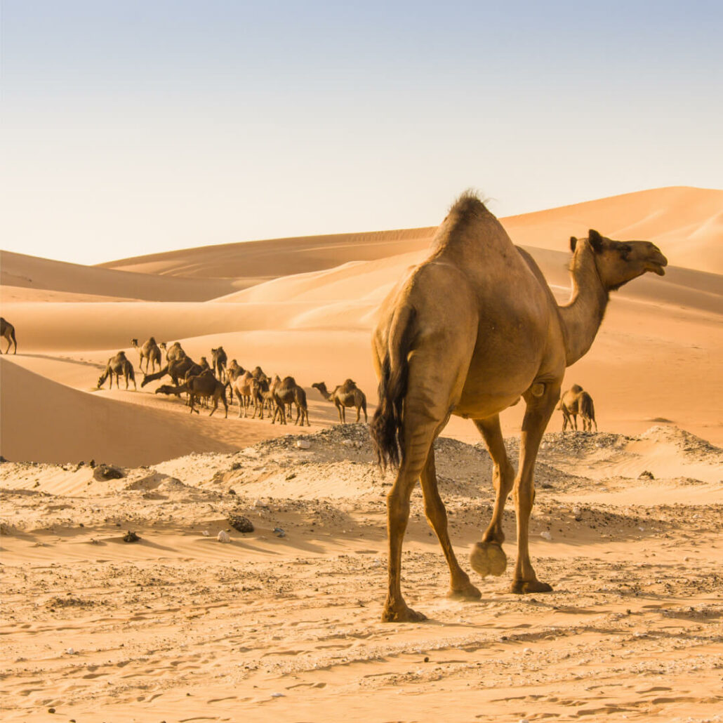 Wildlife In Desert
