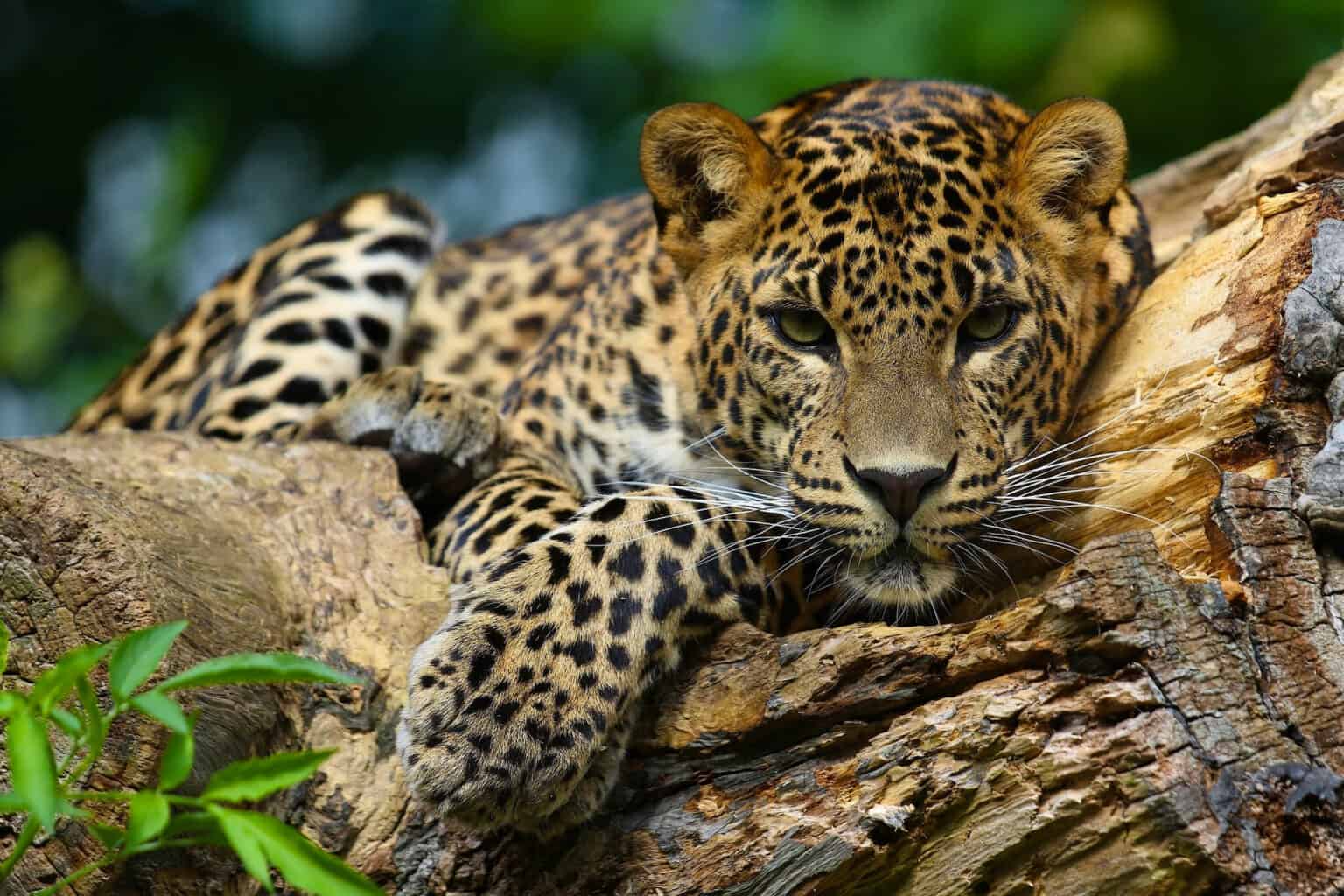 Wildlife In El Salvador