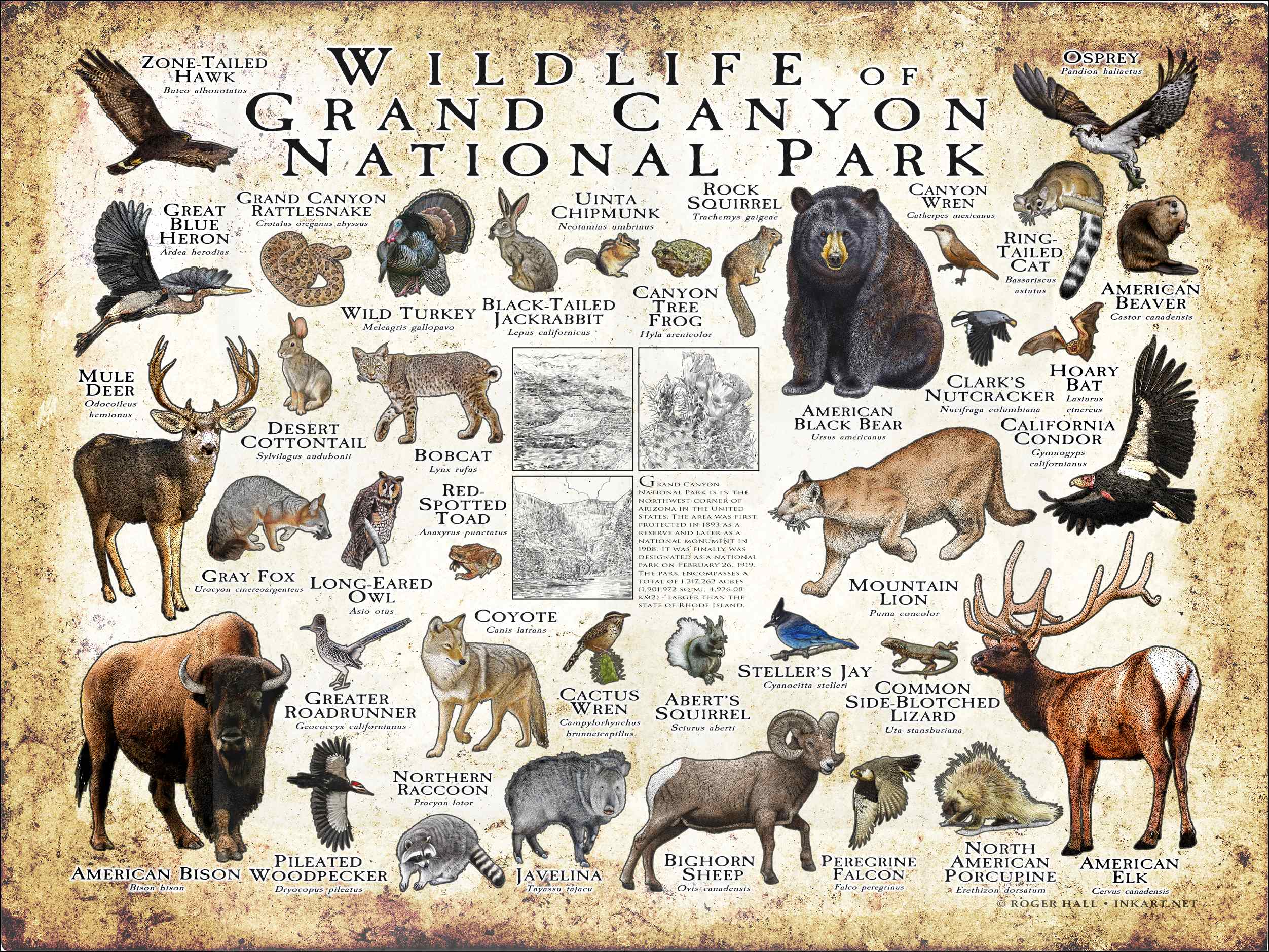 Wildlife In Grand Canyon