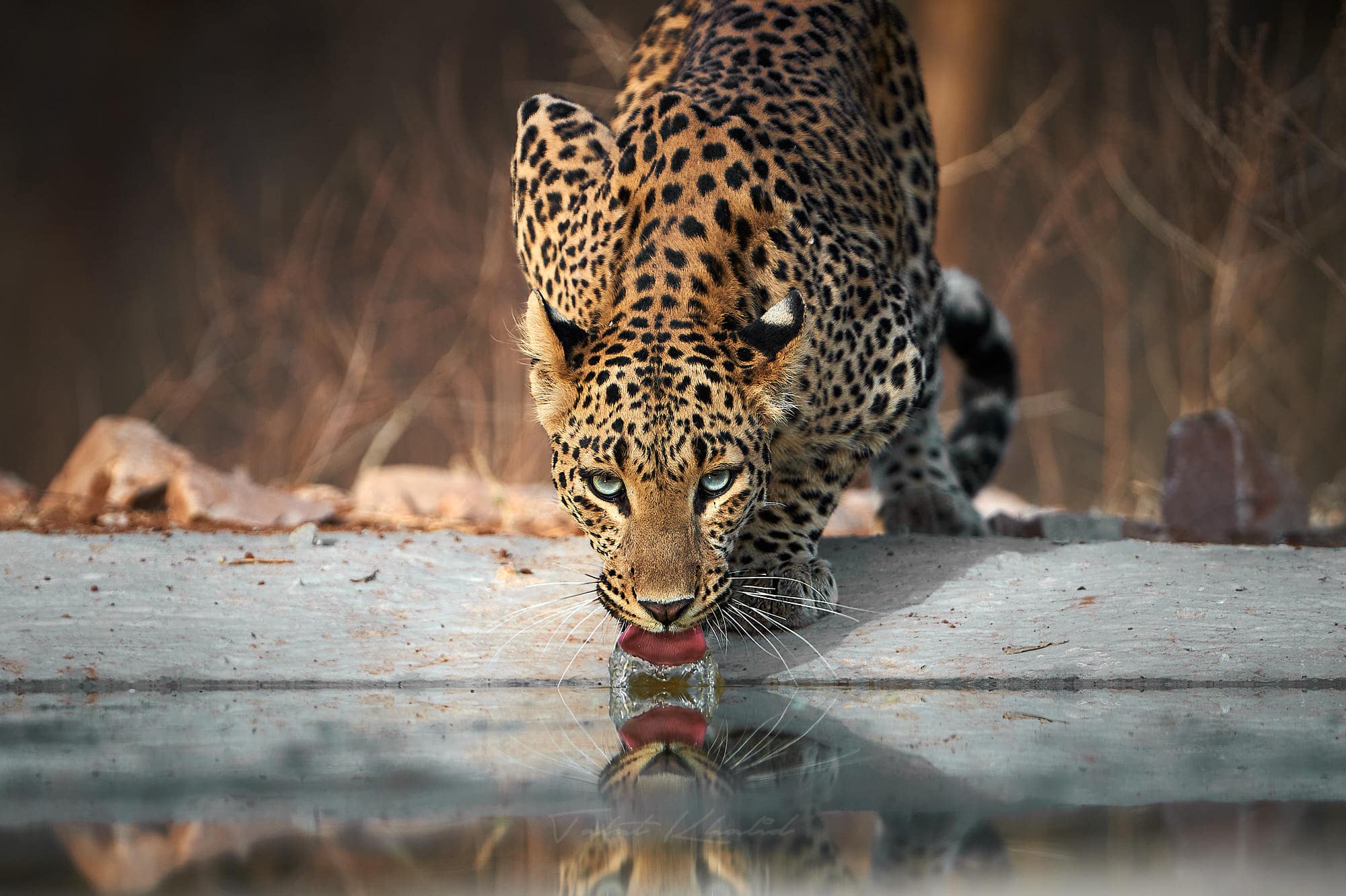 Wildlife In Jaipur