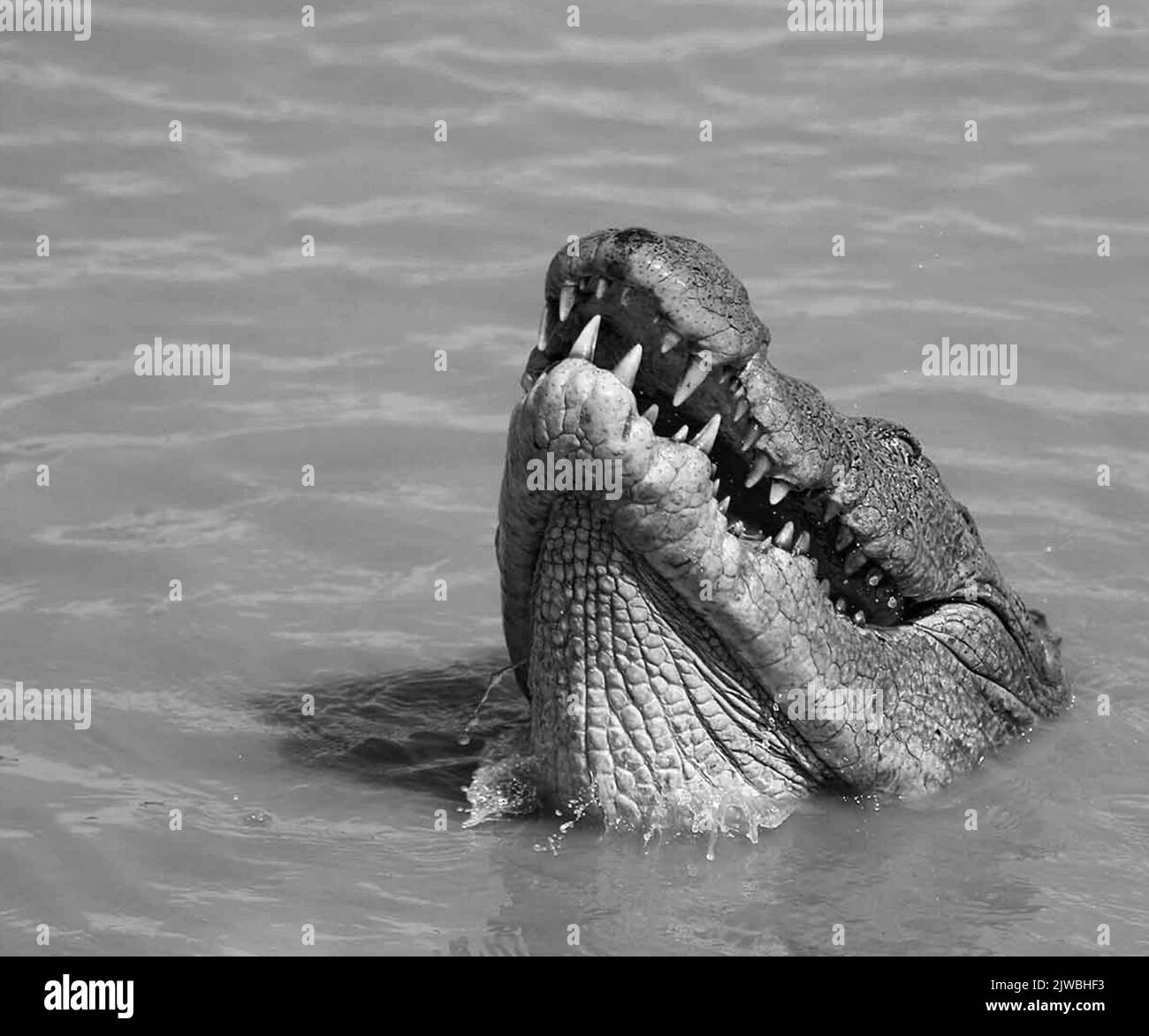 Wildlife In Sri Lanka