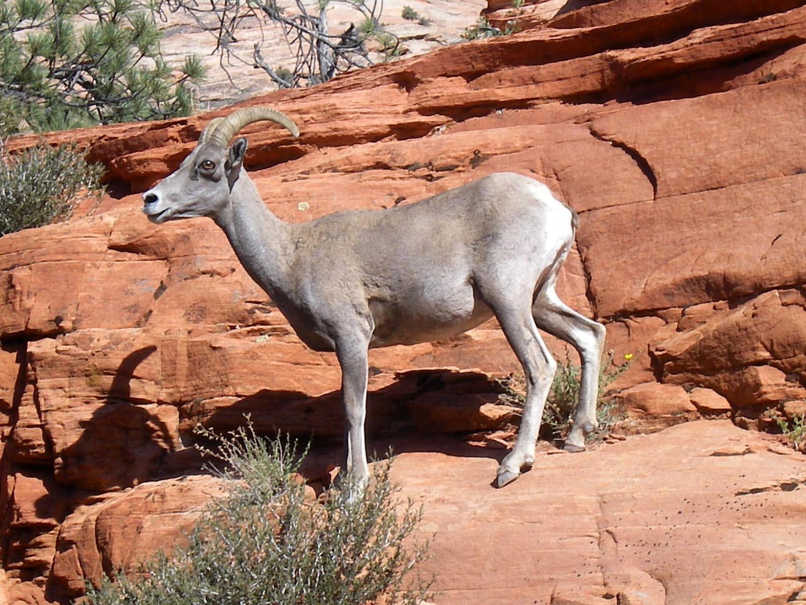 Wildlife In Zion National Park