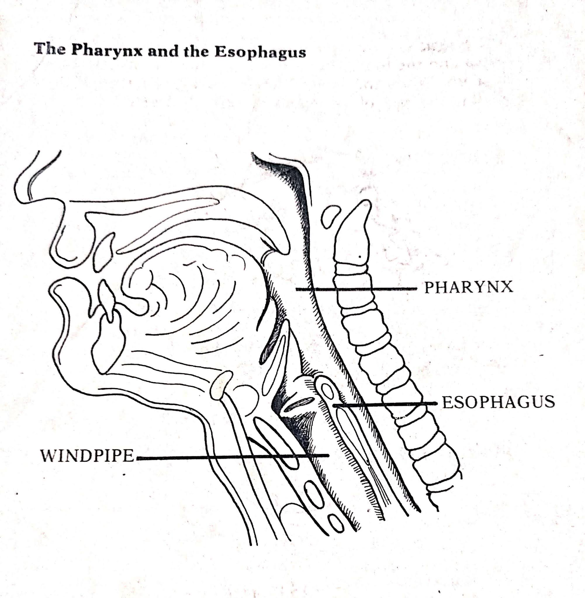 Windpipe And Oesophagus