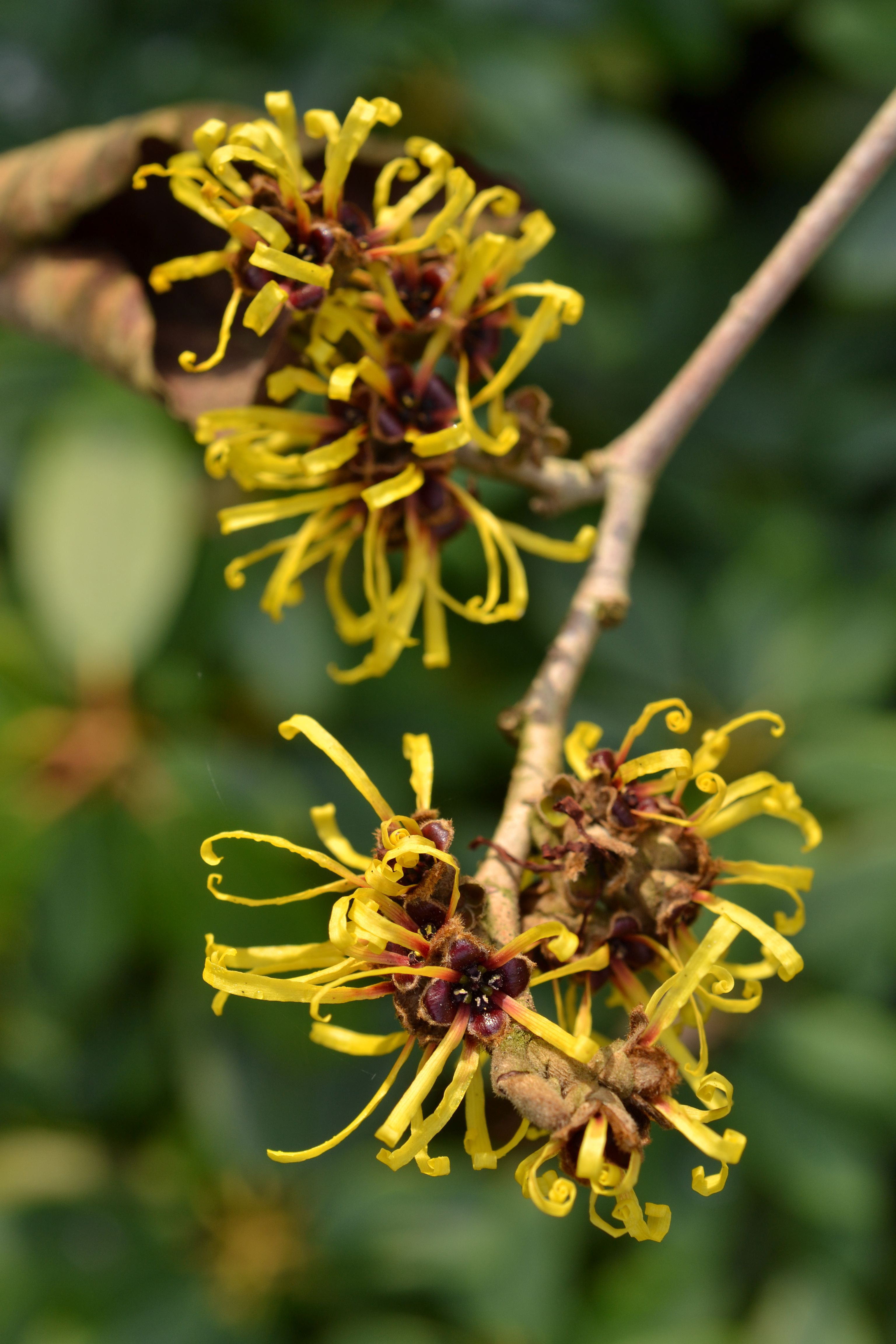 Witch Hazel Side Effects