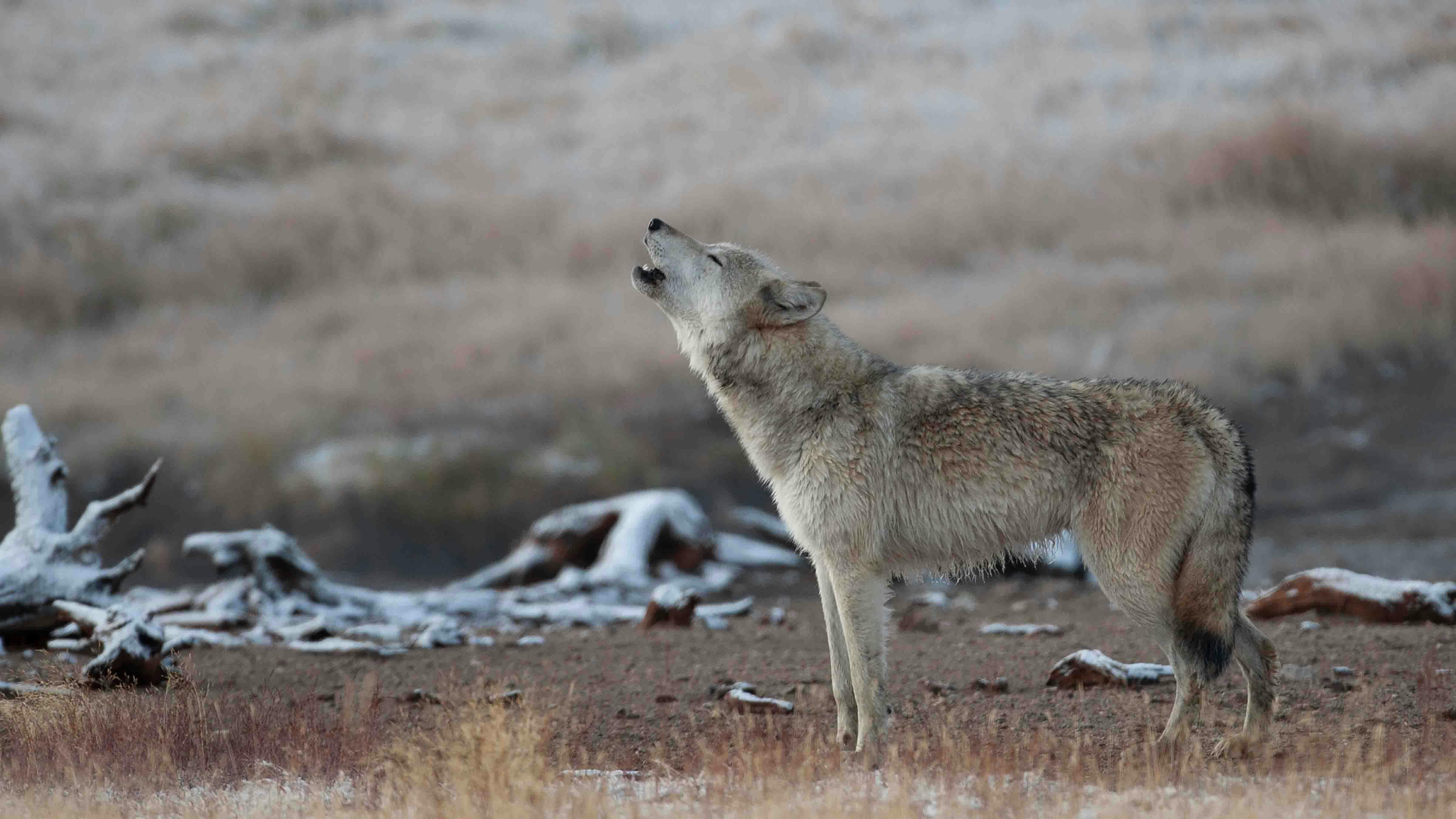 Wolves Native To Yellowstone