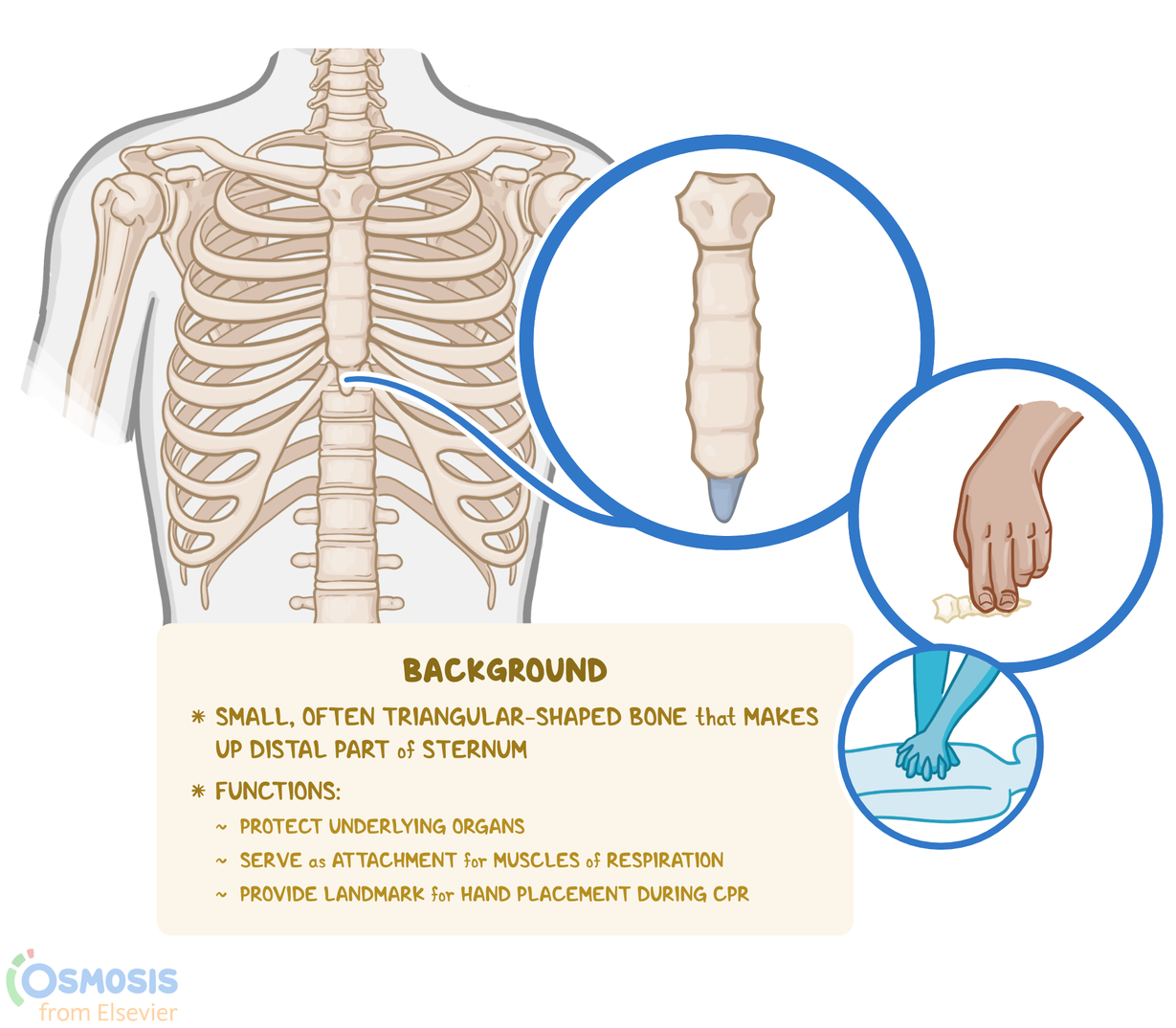 Xiphoid Process Lump