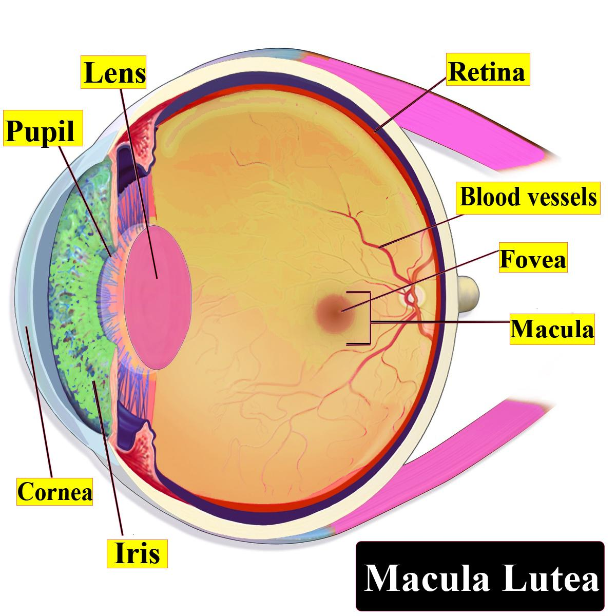 Yellow Spot Of The Eye